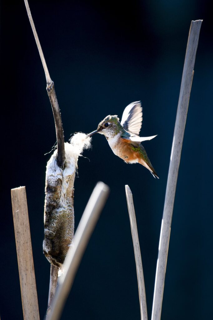 A hummingbird in mid-air pokes its beak into a fluffy cattail, sunlight glowing in its wings.