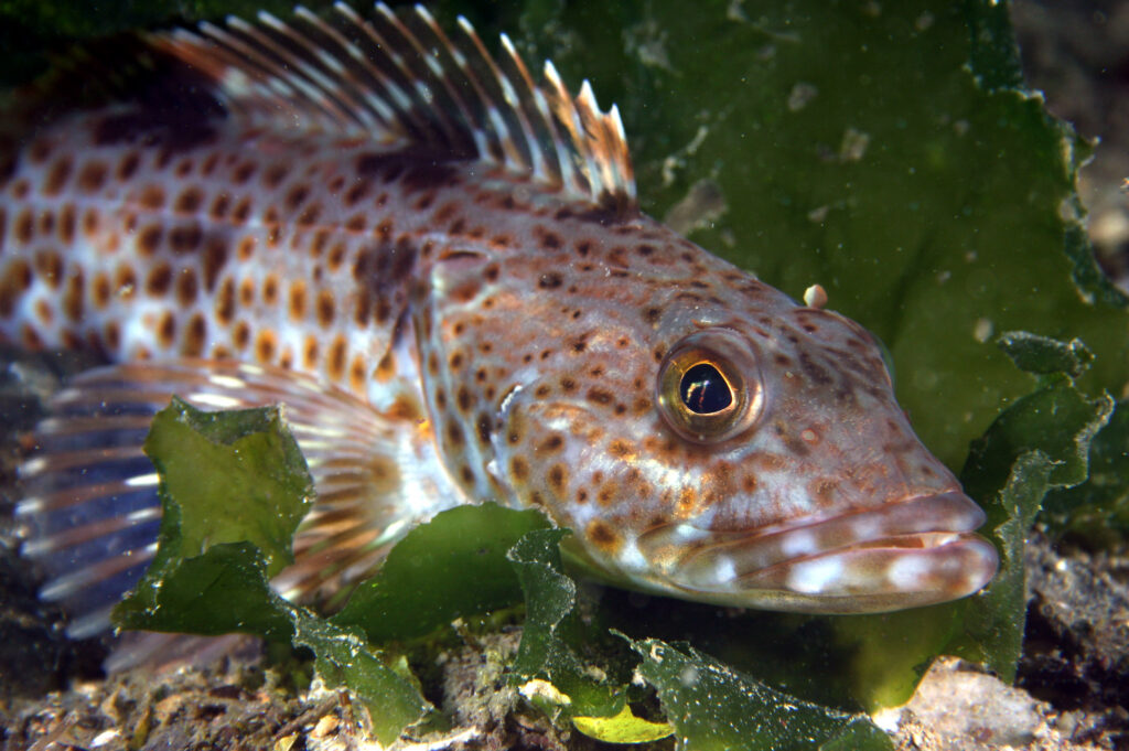 A Ling cod in its underwater home off Bowen Island.