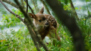 A tiny baby deer in the bushes.