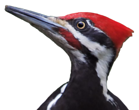 The uplifted head of a pileated woodpecker with bright red mohawk.