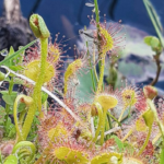 Closeup of thin hairs tipped with sticky traps on tiny plump leaves.