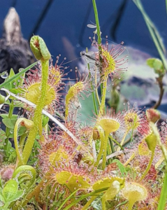 Closeup of thin hairs tipped with sticky traps on tiny plump leaves.