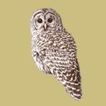 A little owl staring pensively our way.
