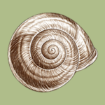 A flat spiral snailshell