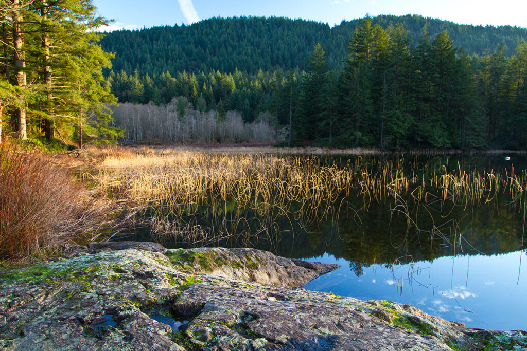 View of Grafton Lake showing expanse of reeds in wetlands.