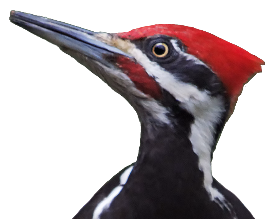The uplifted head of a pileated woodpecker with bright red mohawk.
