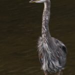 A heron wading in the water