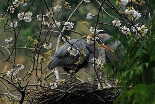 A heron nesting
