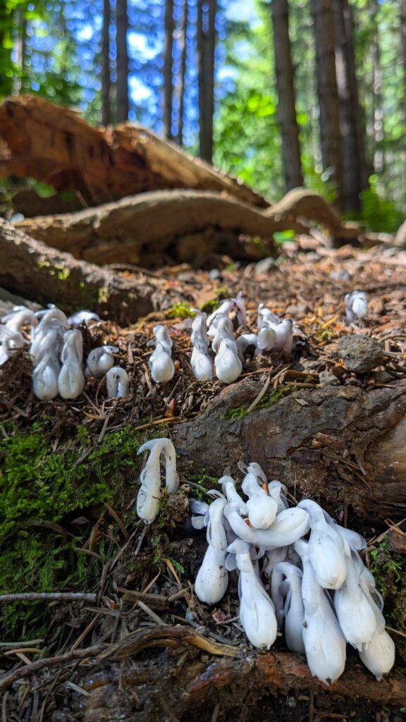 A patch of gobular white mushrooms