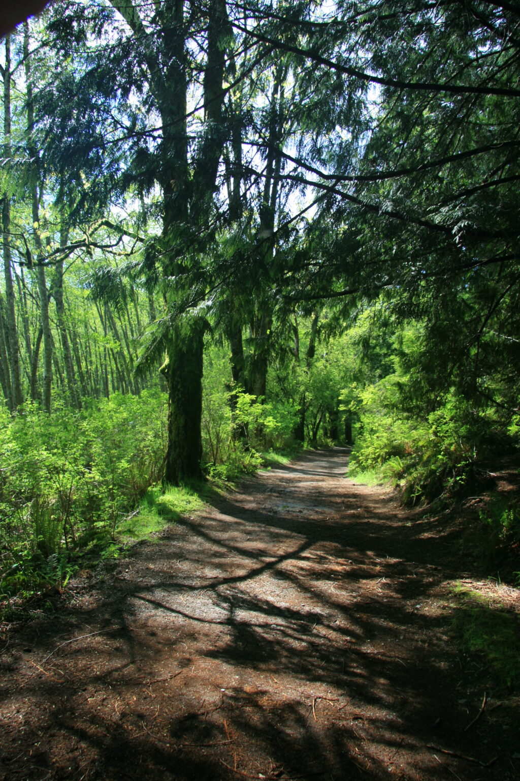 A well worn trail through bright green trees and bushes.