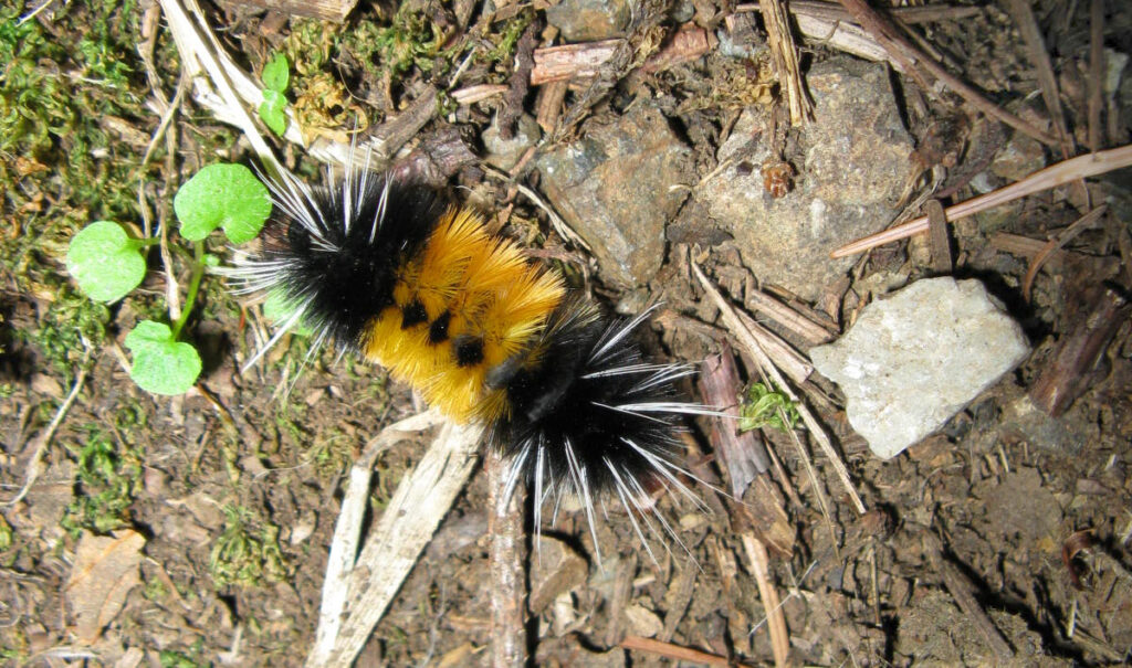 An exotic-looking caterpillar: fuzzy, orange in the middle, black at both ends with white hairy spikes coming out the back and front.