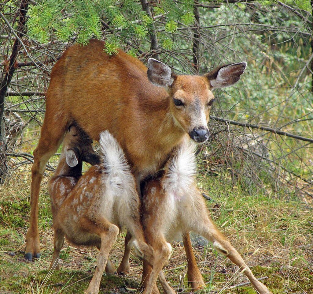 Two fawn nurse from a mother deer.